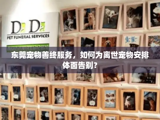 东莞宠物善终服务，如何为离世宠物安排体面告别？