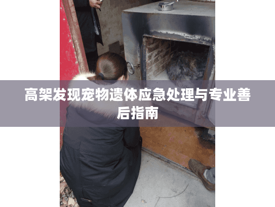 高架发现宠物遗体应急处理与专业善后指南