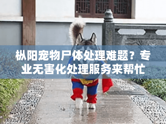 枞阳宠物尸体处理难题？专业无害化处理服务来帮忙
