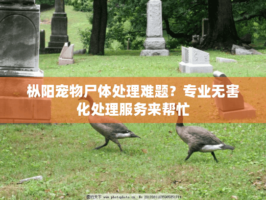枞阳宠物尸体处理难题？专业无害化处理服务来帮忙