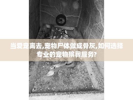 当爱宠离去,宠物尸体做成骨灰,如何选择专业的宠物殡葬服务? 当爱宠离去,宠物尸体做成骨灰,如何选择专业的宠物殡葬服务?