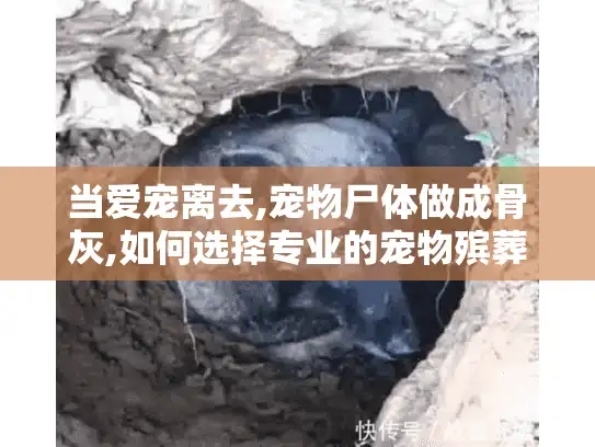当爱宠离去,宠物尸体做成骨灰,如何选择专业的宠物殡葬服务? 当爱宠离去,宠物尸体做成骨灰,如何选择专业的宠物殡葬服务?