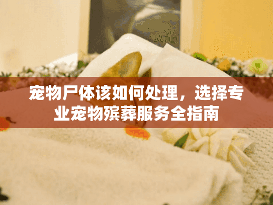 宠物尸体该如何处理，选择专业宠物殡葬服务全指南