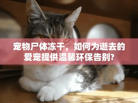 宠物尸体冻干，如何为逝去的爱宠提供温馨环保告别?