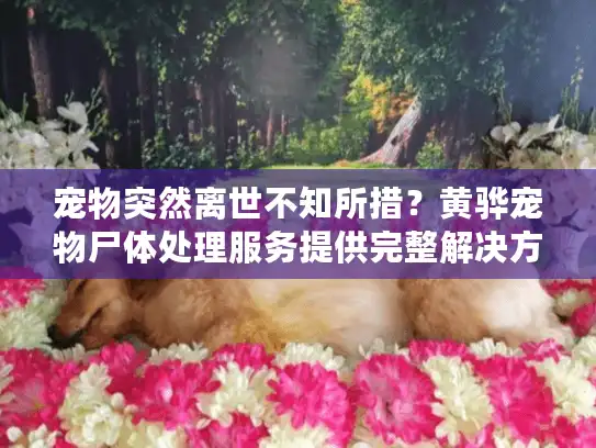 宠物突然离世不知所措？黄骅宠物尸体处理服务提供完整解决方案