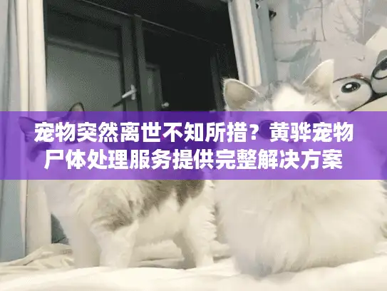 宠物突然离世不知所措？黄骅宠物尸体处理服务提供完整解决方案