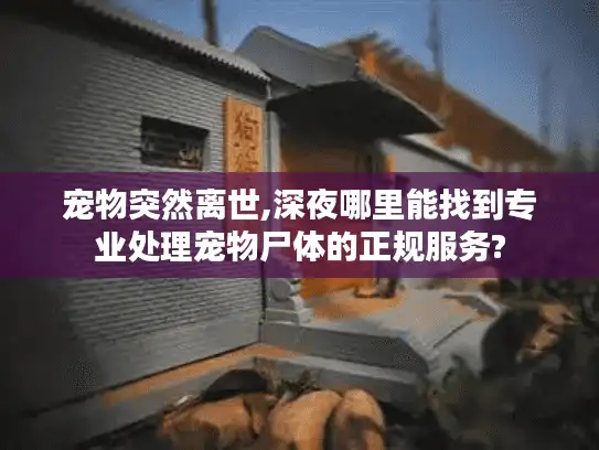 宠物突然离世,深夜哪里能找到专业处理宠物尸体的正规服务?