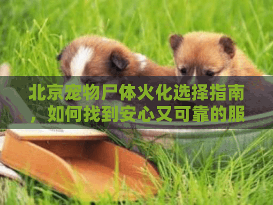 北京宠物尸体火化选择指南，如何找到安心又可靠的服务？