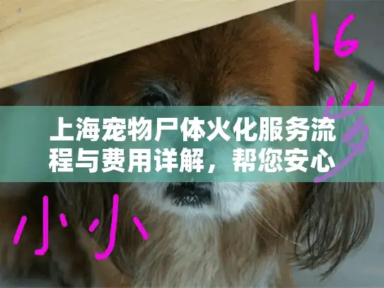 上海宠物尸体火化服务流程与费用详解，帮您安心告别爱宠