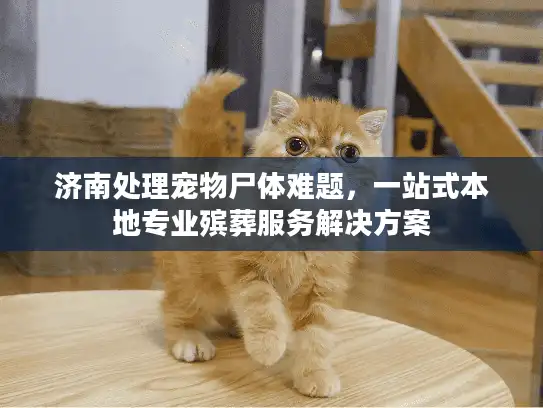济南处理宠物尸体难题，一站式本地专业殡葬服务解决方案