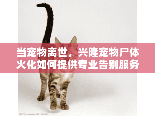 当宠物离世，兴隆宠物尸体火化如何提供专业告别服务？