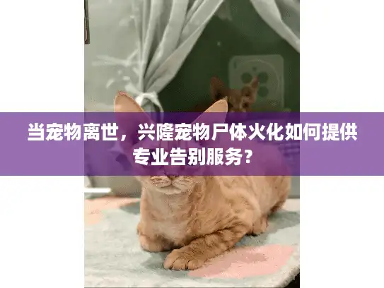 当宠物离世，兴隆宠物尸体火化如何提供专业告别服务？