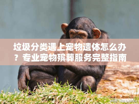 垃圾分类遇上宠物遗体怎么办?专业宠物殡葬服务完整指南 垃圾分类遇上宠物遗体怎么办?专业宠物殡葬服务完整指南