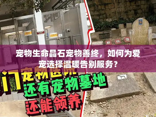 宠物生命晶石宠物善终,如何为爱宠选择温暖告别服务? 宠物生命晶石宠物善终,如何为爱宠选择温暖告别服务?