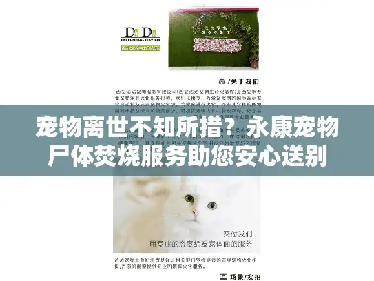 宠物离世不知所措？永康宠物尸体焚烧服务助您安心送别