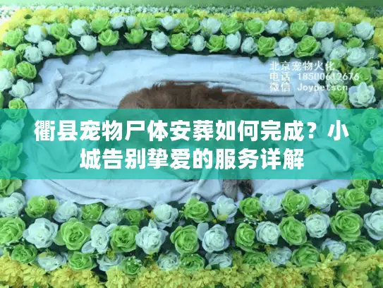 衢县宠物尸体安葬如何完成？小城告别挚爱的服务详解