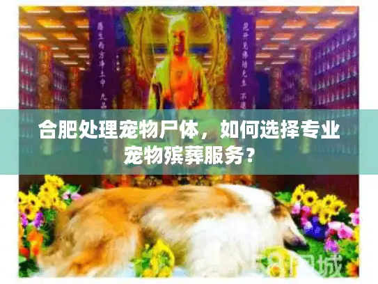 合肥处理宠物尸体，如何选择专业宠物殡葬服务？
