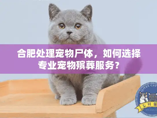 合肥处理宠物尸体，如何选择专业宠物殡葬服务？