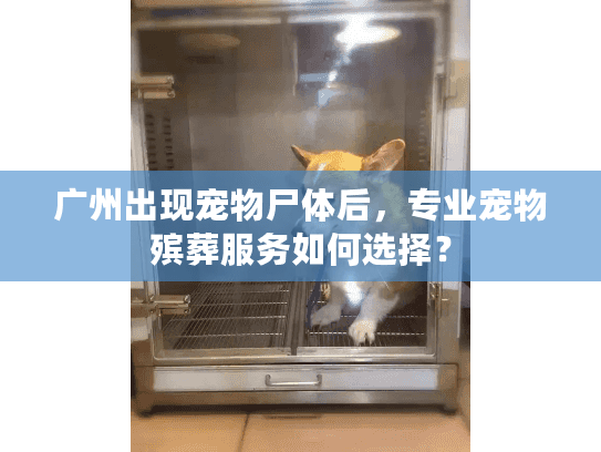 广州出现宠物尸体后，专业宠物殡葬服务如何选择？