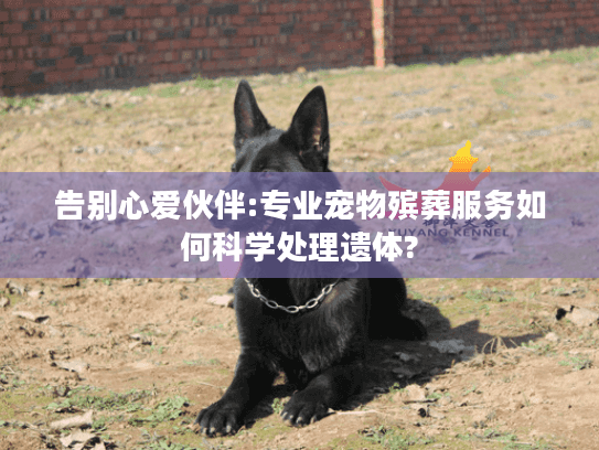 告别心爱伙伴:专业宠物殡葬服务如何科学处理遗体?