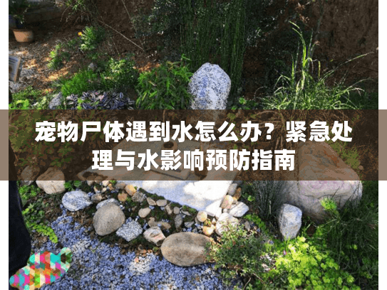 宠物尸体遇到水怎么办？紧急处理与水影响预防指南