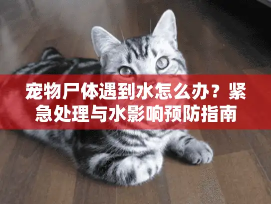 宠物尸体遇到水怎么办？紧急处理与水影响预防指南