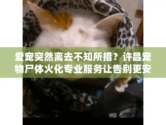 爱宠突然离去不知所措?许昌宠物尸体火化专业服务让告别更安心 爱宠突然离去不知所措?许昌宠物尸体火化专业服务让告别更安心