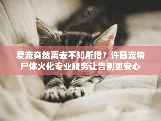 爱宠突然离去不知所措?许昌宠物尸体火化专业服务让告别更安心 爱宠突然离去不知所措?许昌宠物尸体火化专业服务让告别更安心