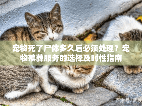 宠物死了尸体多久后必须处理?宠物殡葬服务的选择及时性指南 宠物死了尸体多久后必须处理?宠物殡葬服务的选择及时性指南