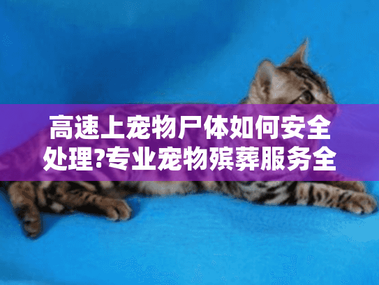 高速上宠物尸体如何安全处理?专业宠物殡葬服务全程指南