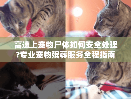 高速上宠物尸体如何安全处理?专业宠物殡葬服务全程指南