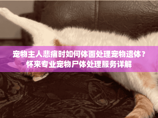 宠物主人悲痛时如何体面处理宠物遗体？怀来专业宠物尸体处理服务详解