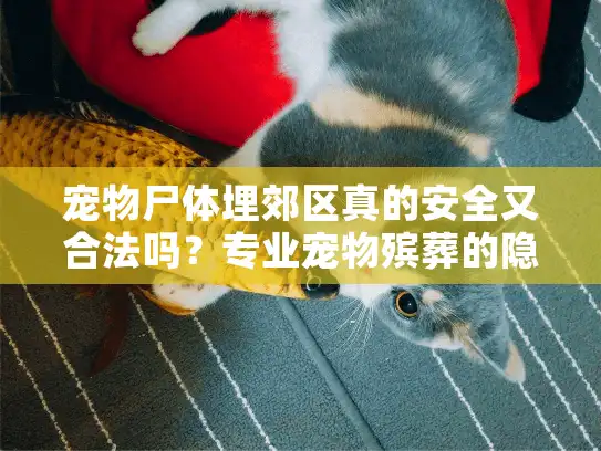 宠物尸体埋郊区真的安全又合法吗？专业宠物殡葬的隐藏风险与替代方案