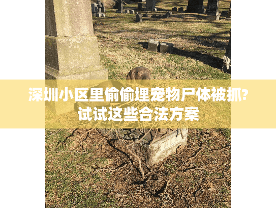 深圳小区里偷偷埋宠物尸体被抓?试试这些合法方案 深圳小区里偷偷埋宠物尸体被抓?试试这些合法方案
