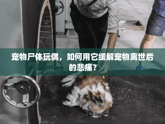 宠物尸体玩偶，如何用它缓解宠物离世后的悲痛？