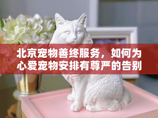 北京宠物善终服务，如何为心爱宠物安排有尊严的告别?