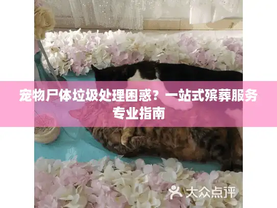宠物尸体垃圾处理困惑？一站式殡葬服务专业指南