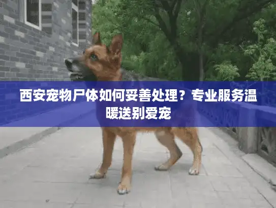 西安宠物尸体如何妥善处理？专业服务温暖送别爱宠