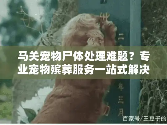 马关宠物尸体处理难题？专业宠物殡葬服务一站式解决！