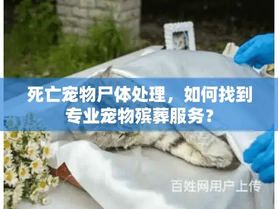 死亡宠物尸体处理，如何找到专业宠物殡葬服务？