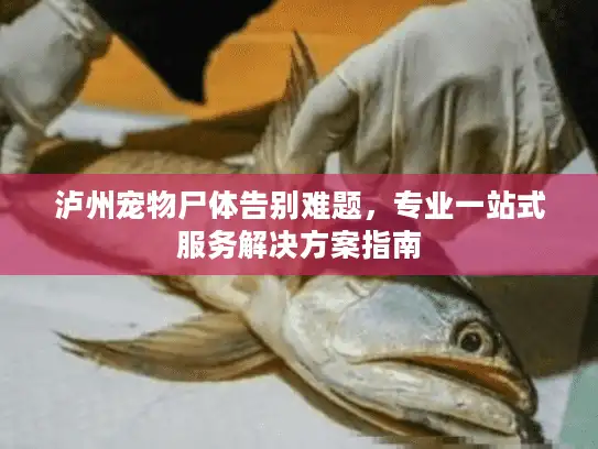 泸州宠物尸体告别难题，专业一站式服务解决方案指南