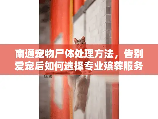 南通宠物尸体处理方法，告别爱宠后如何选择专业殡葬服务