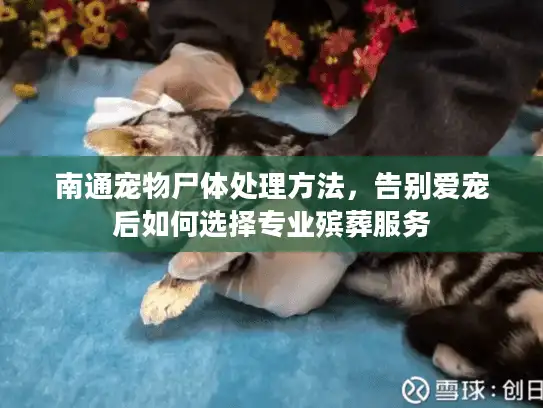 南通宠物尸体处理方法，告别爱宠后如何选择专业殡葬服务