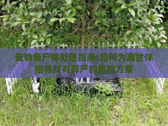 宠物兔尸体处理指南:如何为离世伴侣寻找有尊严的告别方案