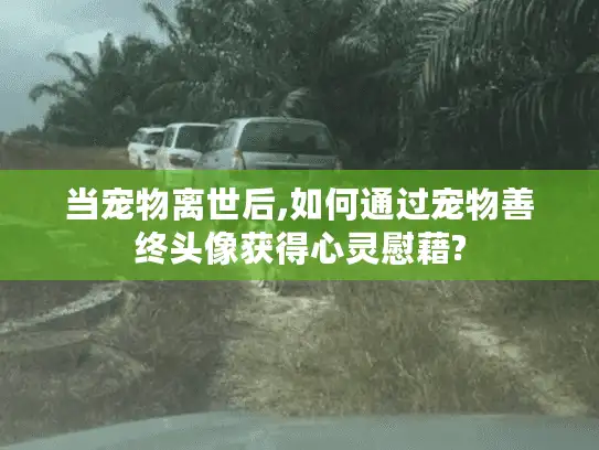 当宠物离世后,如何通过宠物善终头像获得心灵慰藉? 当宠物离世后,如何通过宠物善终头像获得心灵慰藉?