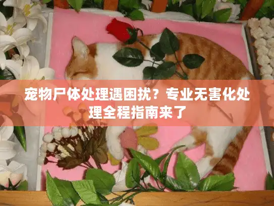 宠物尸体处理遇困扰？专业无害化处理全程指南来了