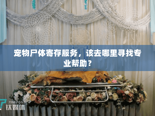 宠物尸体寄存服务，该去哪里寻找专业帮助？