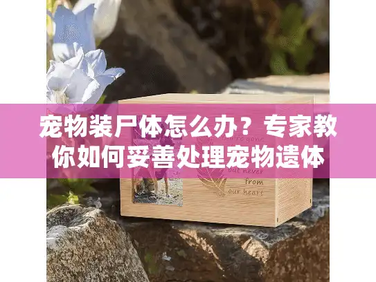 宠物装尸体怎么办？专家教你如何妥善处理宠物遗体