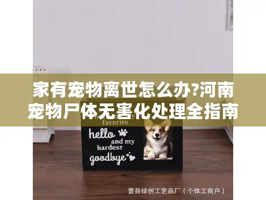 家有宠物离世怎么办?河南宠物尸体无害化处理全指南