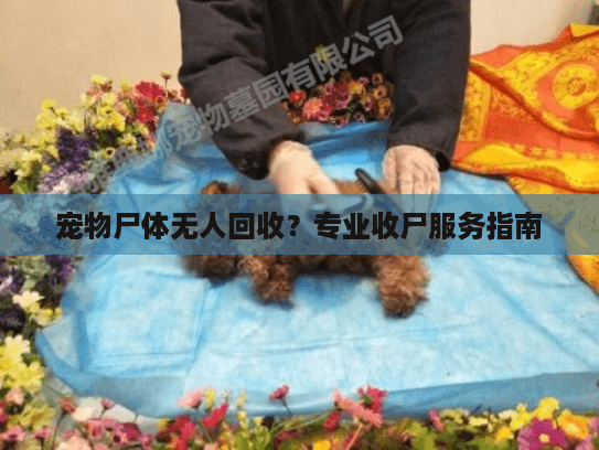 宠物尸体无人回收？专业收尸服务指南
